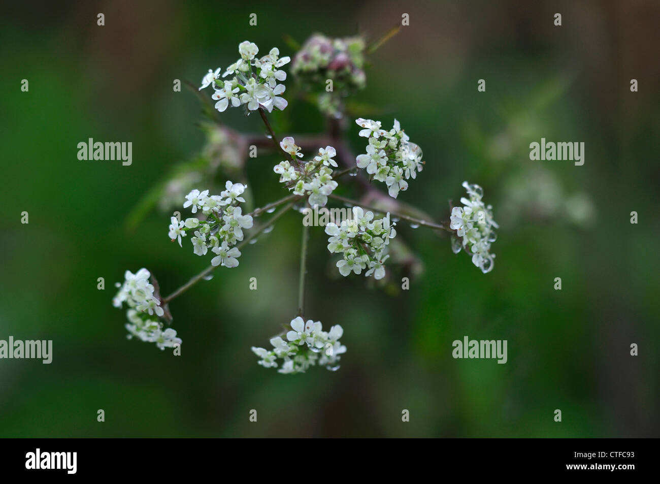 A view of cow parsley from above UK Stock Photo