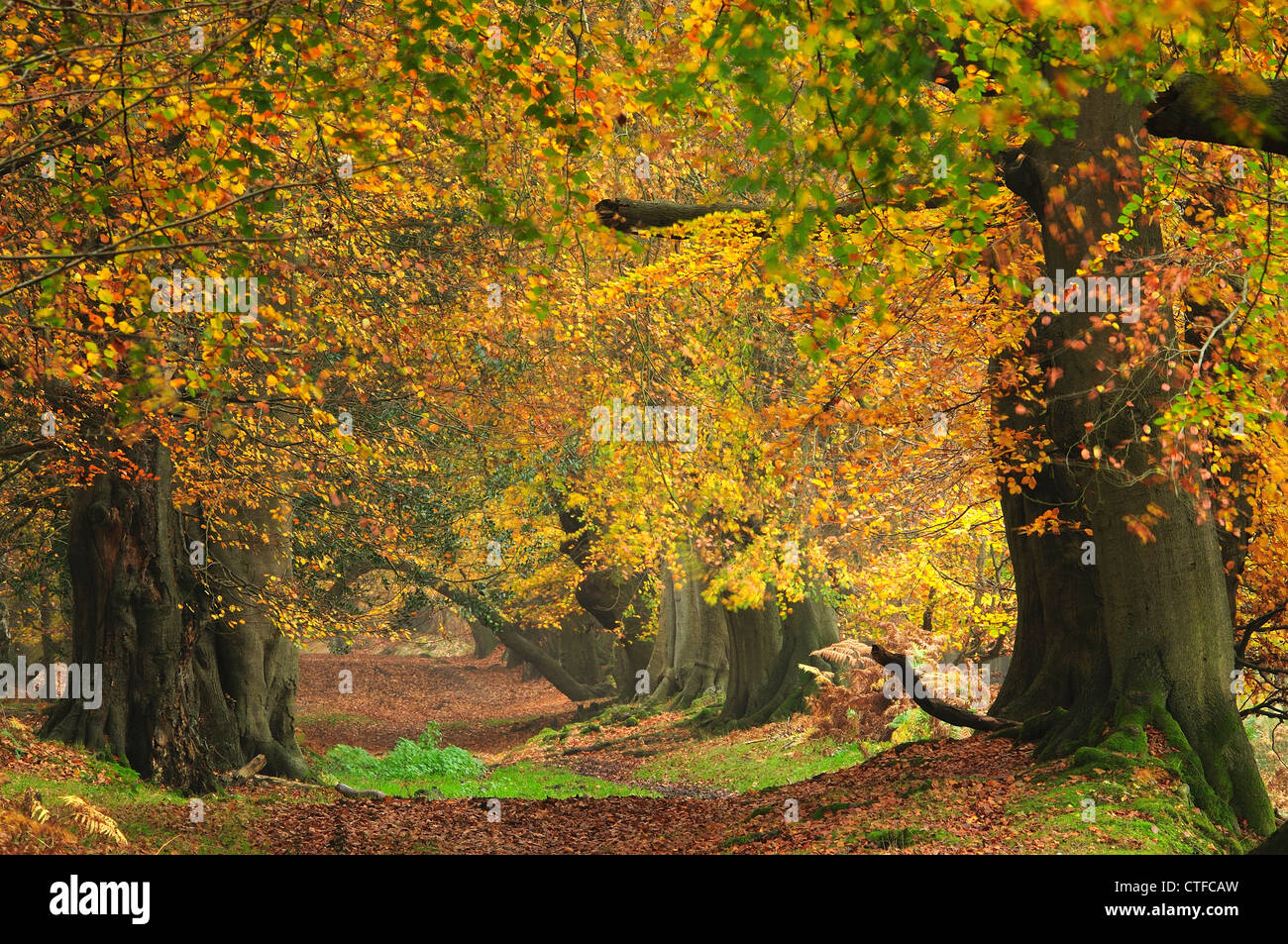 Ashridge Forest in the Autumn with golden leaves UK Stock Photo