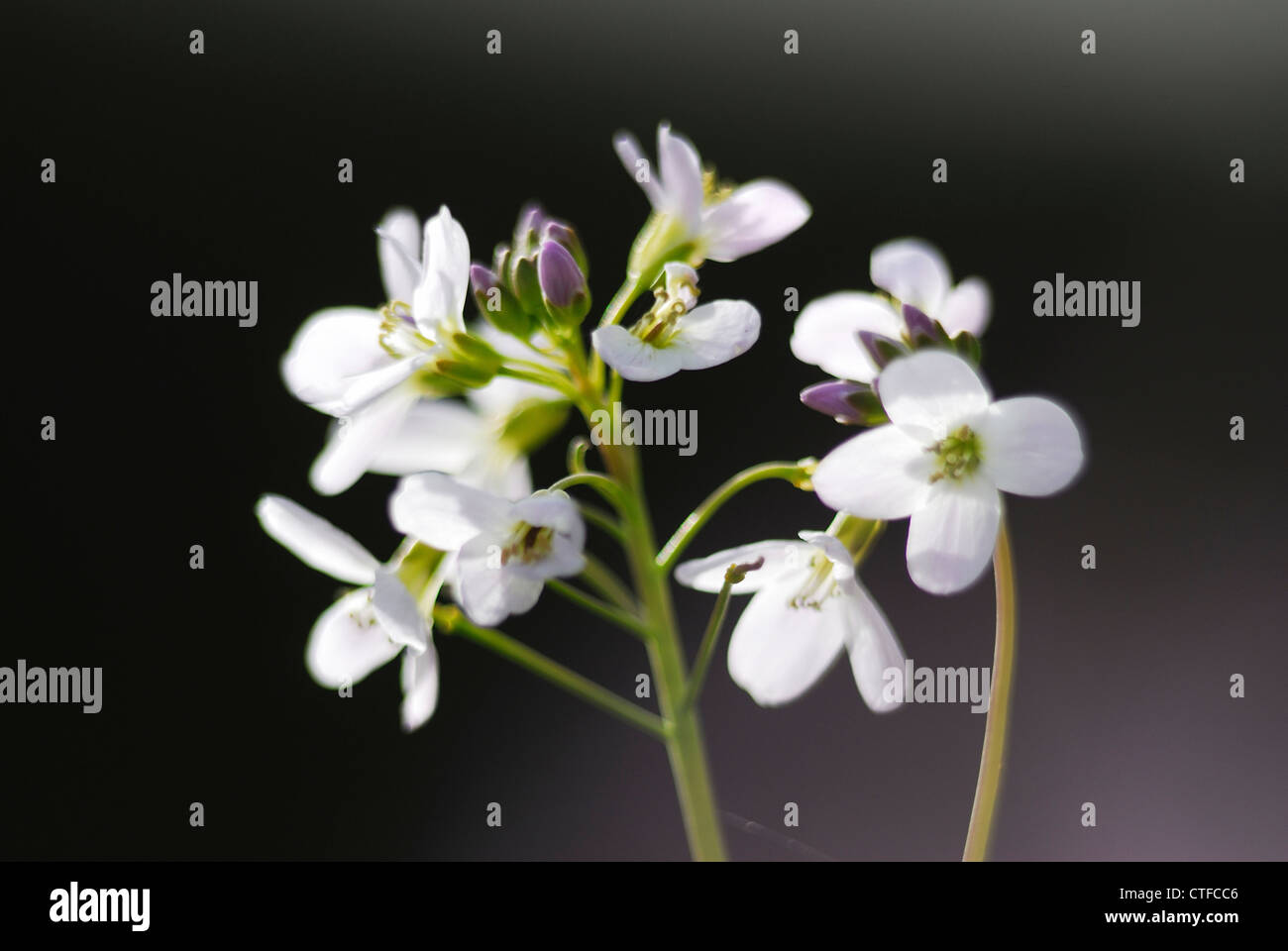 Lady's smock otherwise known as cuckoo flower UK Stock Photo