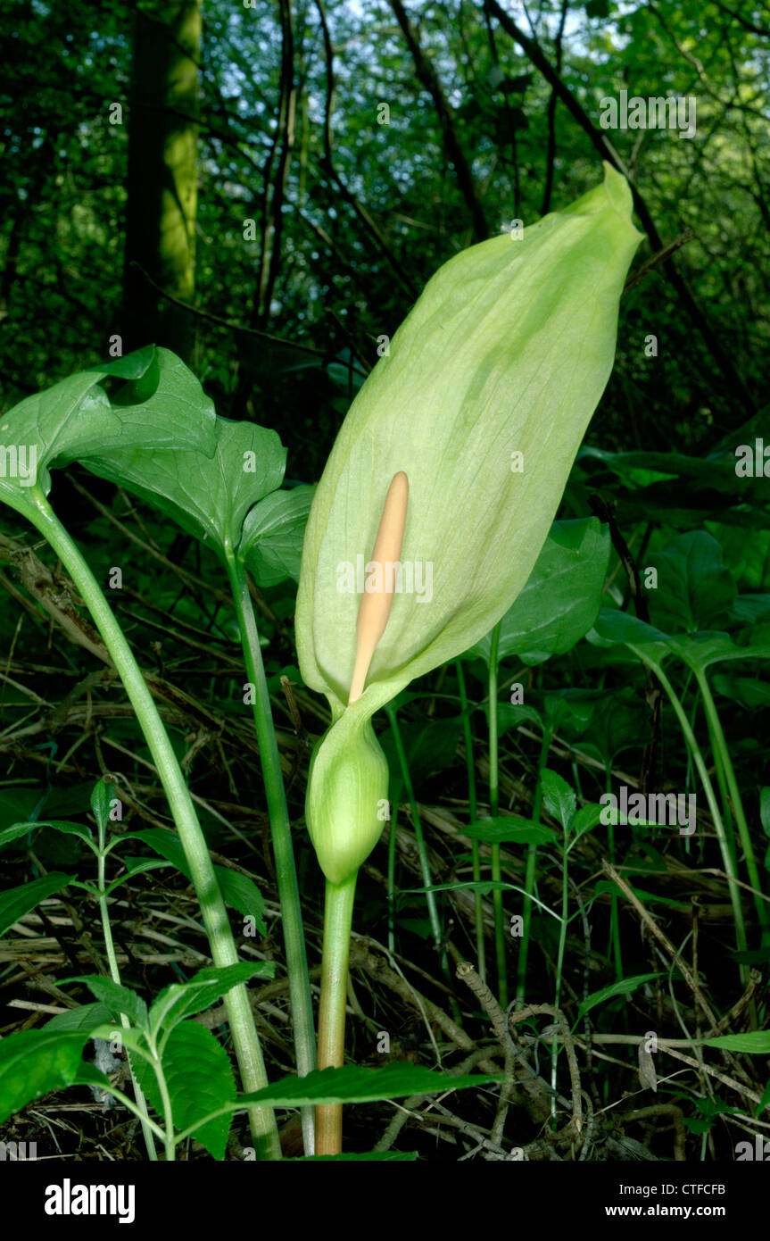 ITALIAN LORDS-AND-LADIES Arum italicum (Araceae) Stock Photo