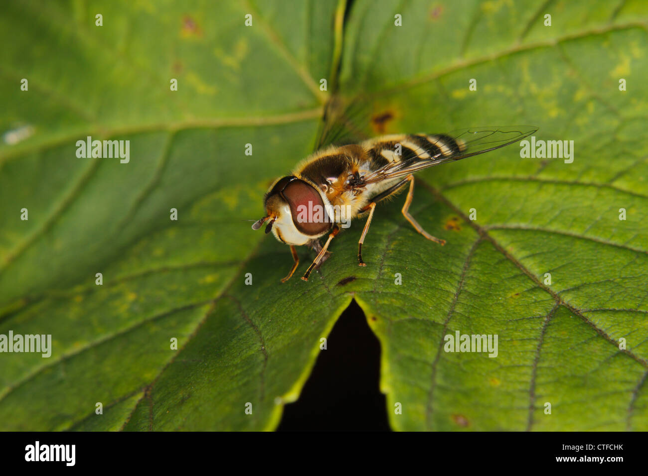 Hoverfly (Eupeodes corollae) on a leaf Stock Photo