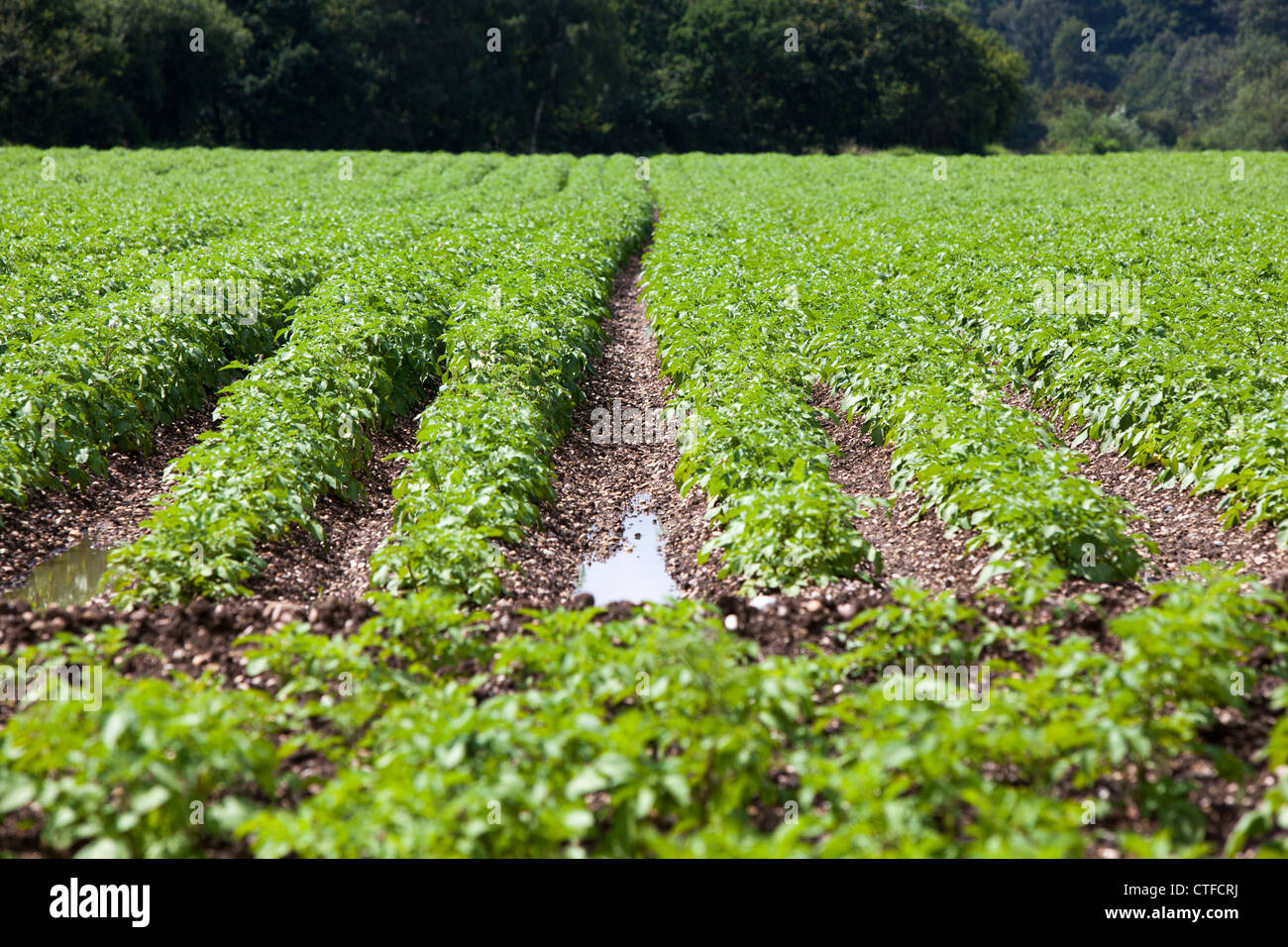 Potato crop in a waterlogged field. Rows of potatoes growing, a green