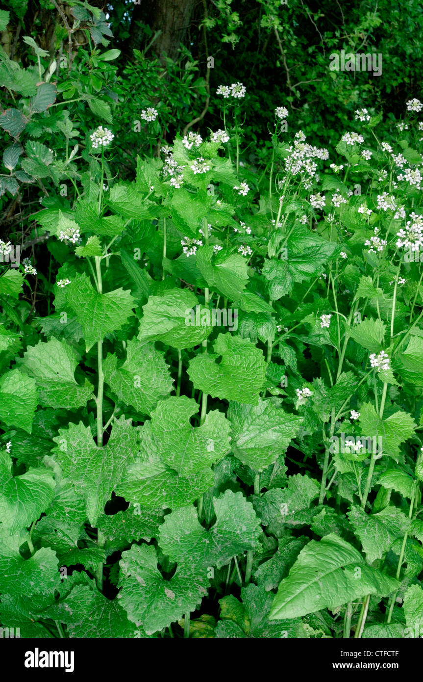 GARLIC MUSTARD Alliaria petiolata (Brassicaceae) Stock Photo