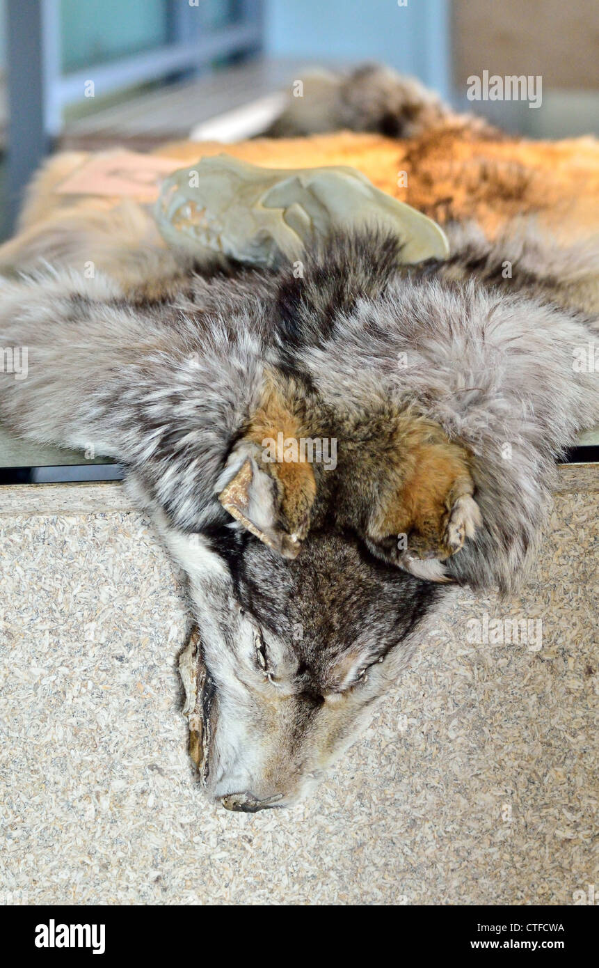A gray wolf fur in display. Denali National Park and Wildness Preserve