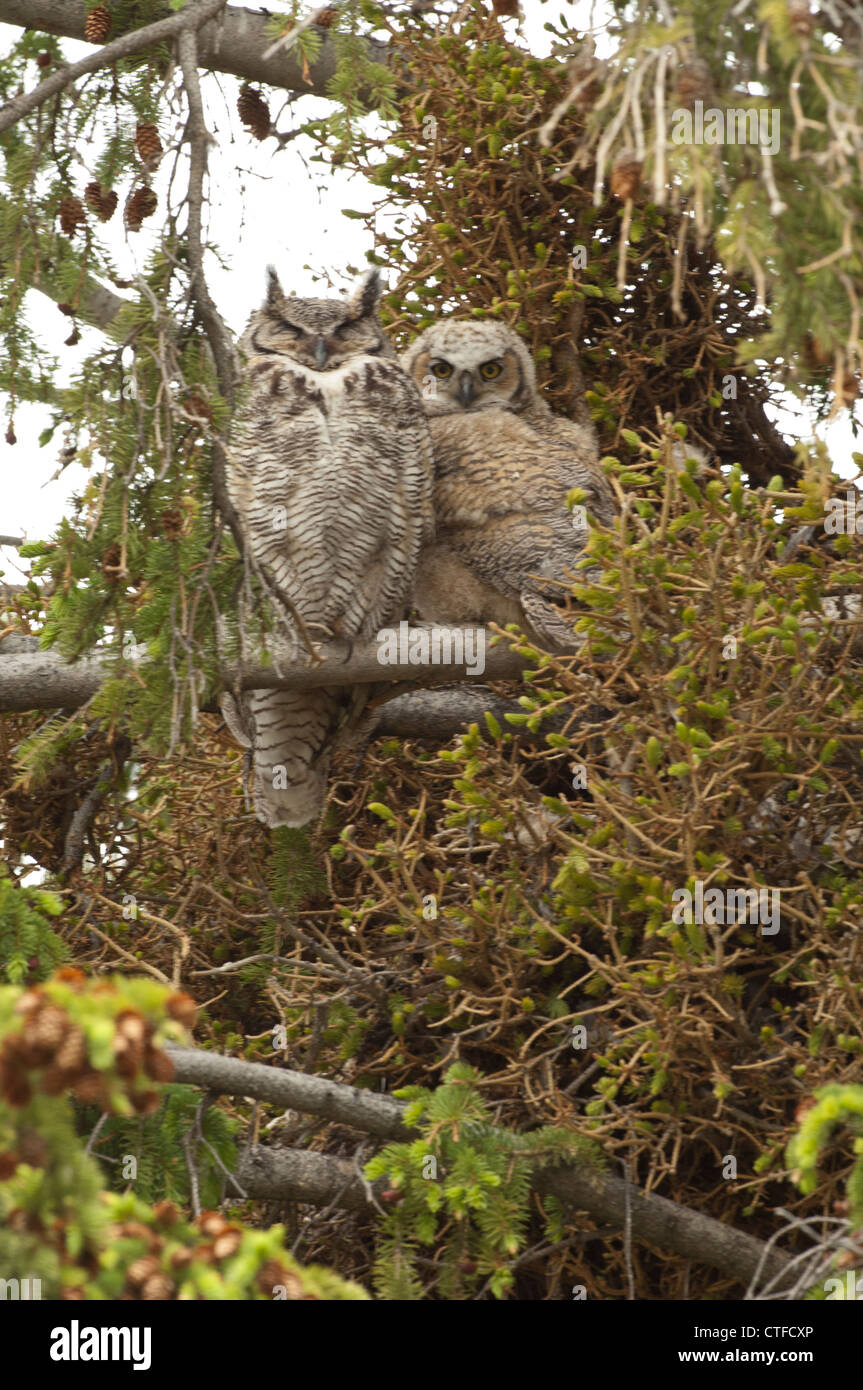 Great horned owl and owlet sitting on a branch in a conifer tree. Stock Photo