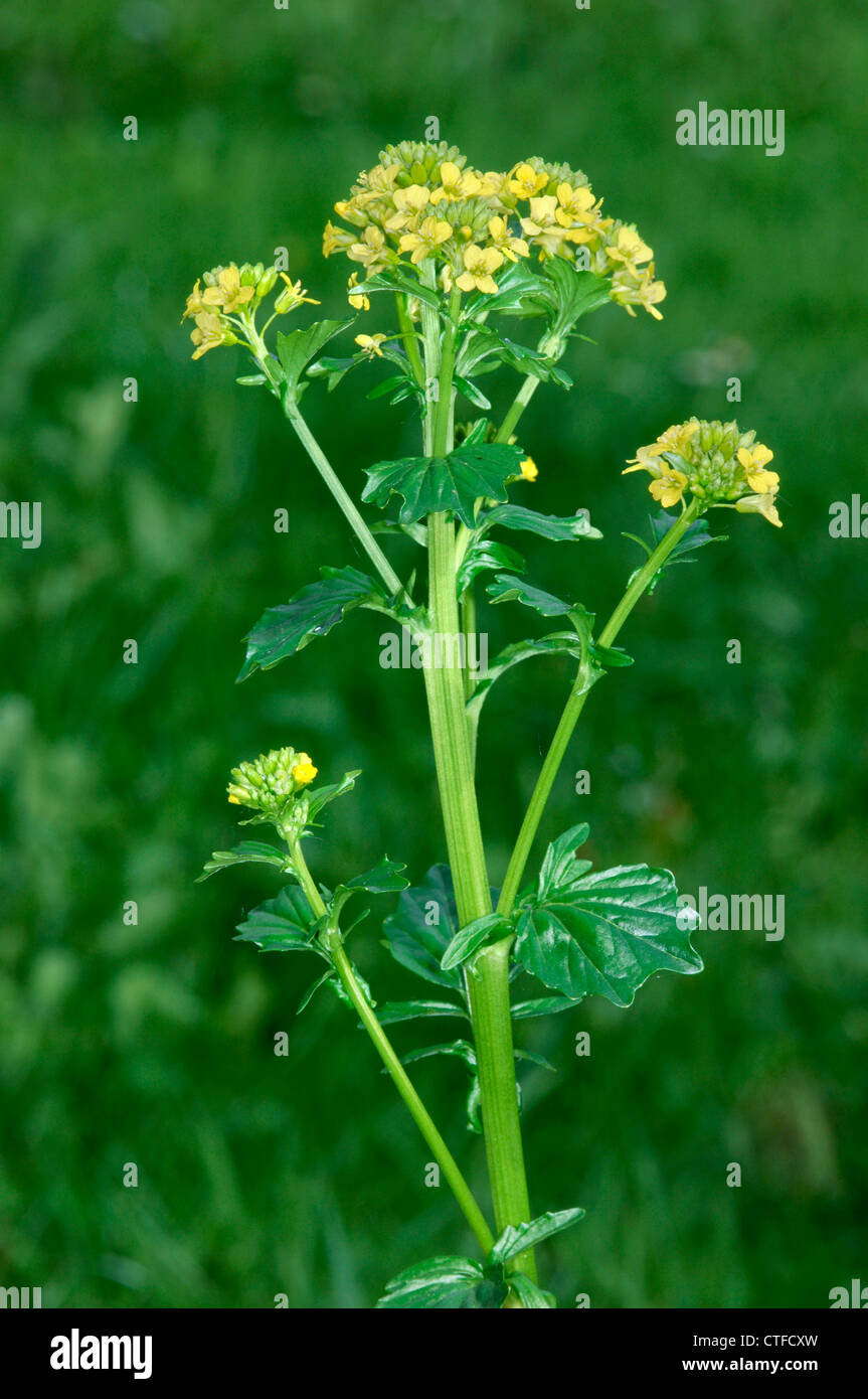 WINTER-CRESS Barbarea vulgaris (Brassicaceae) Stock Photo