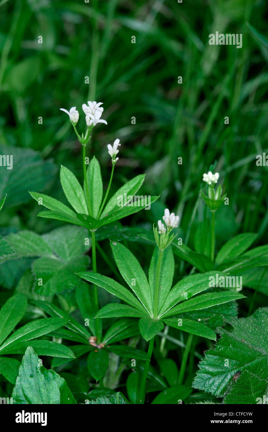 WOODRUFF Galium odoratum (Rubiaceae) Stock Photo