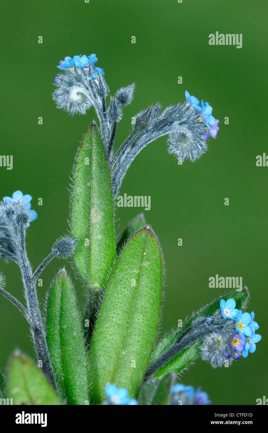 FIELD FORGET-ME-NOT Myosotis arvensis (Boraginaceae) Stock Photo