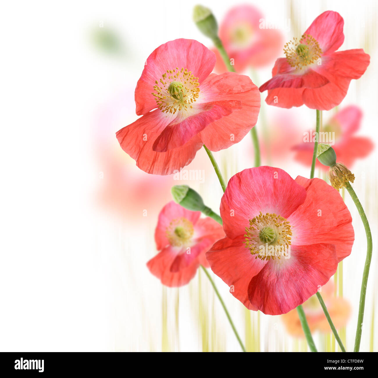 Red flower white background hi-res stock photography and images - Alamy