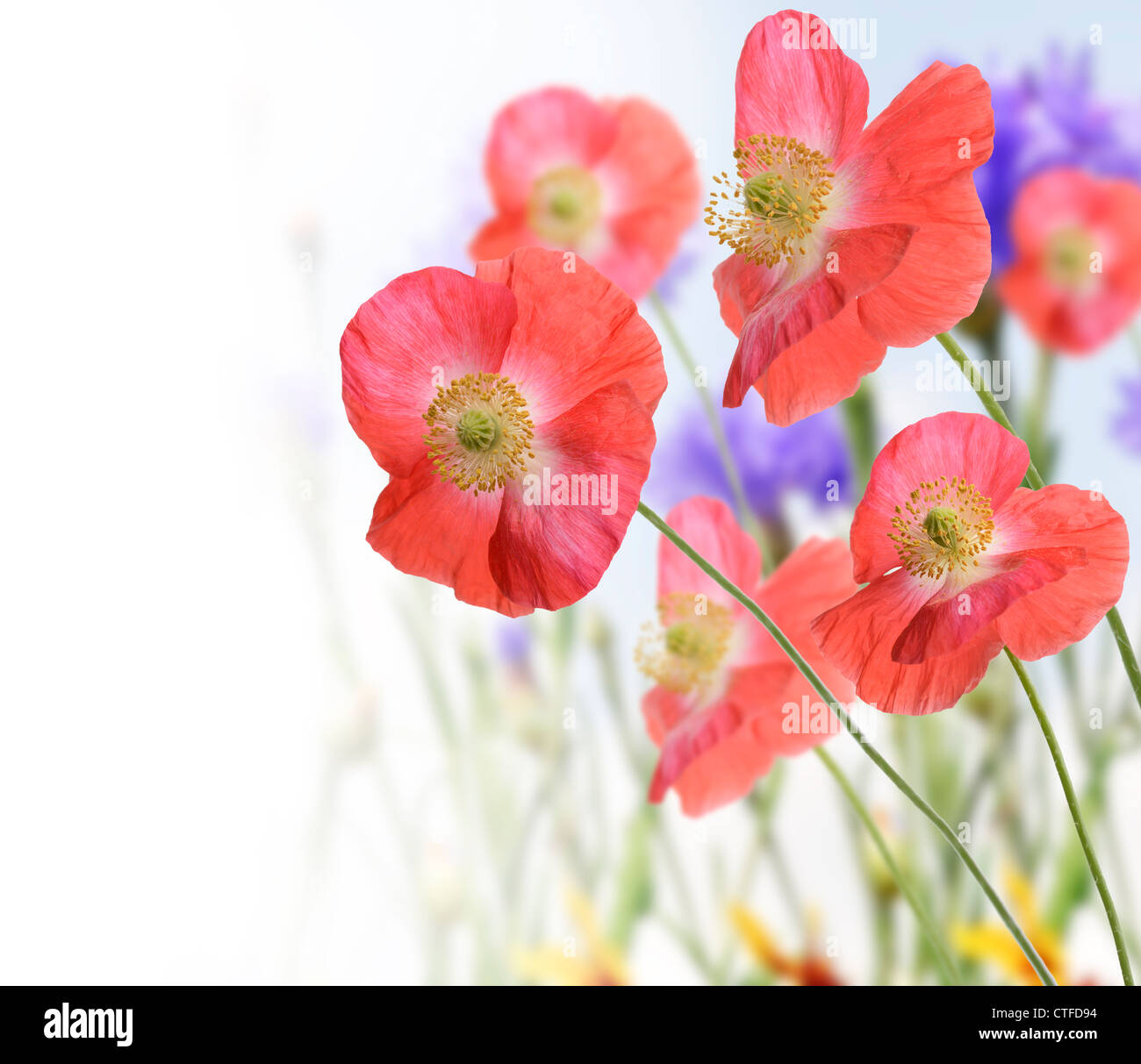 Red Poppy And Wild Flowers For Background Stock Photo - Alamy