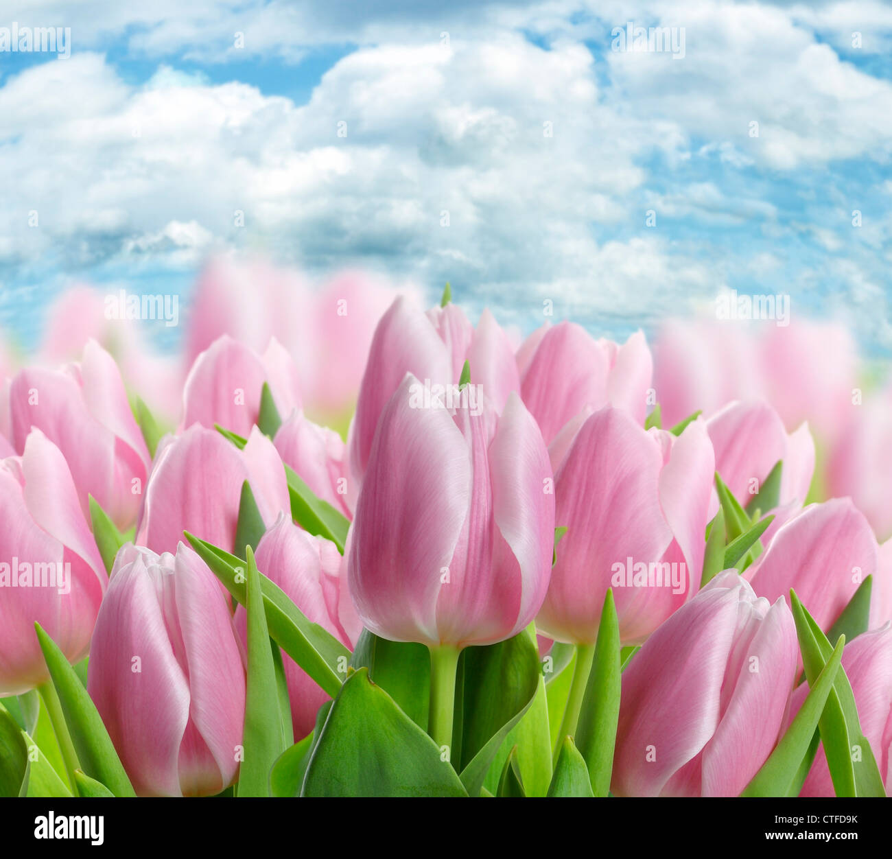 Fresh Pink Tulip Flowers ,Close Up Stock Photo
