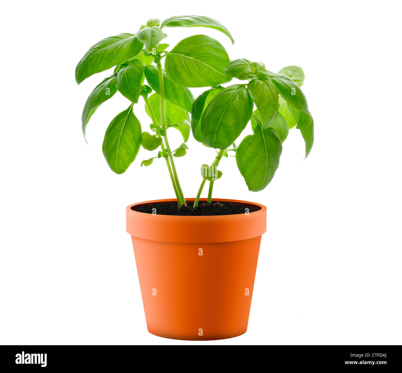 Fresh Basil Plant In A Pot Stock Photo