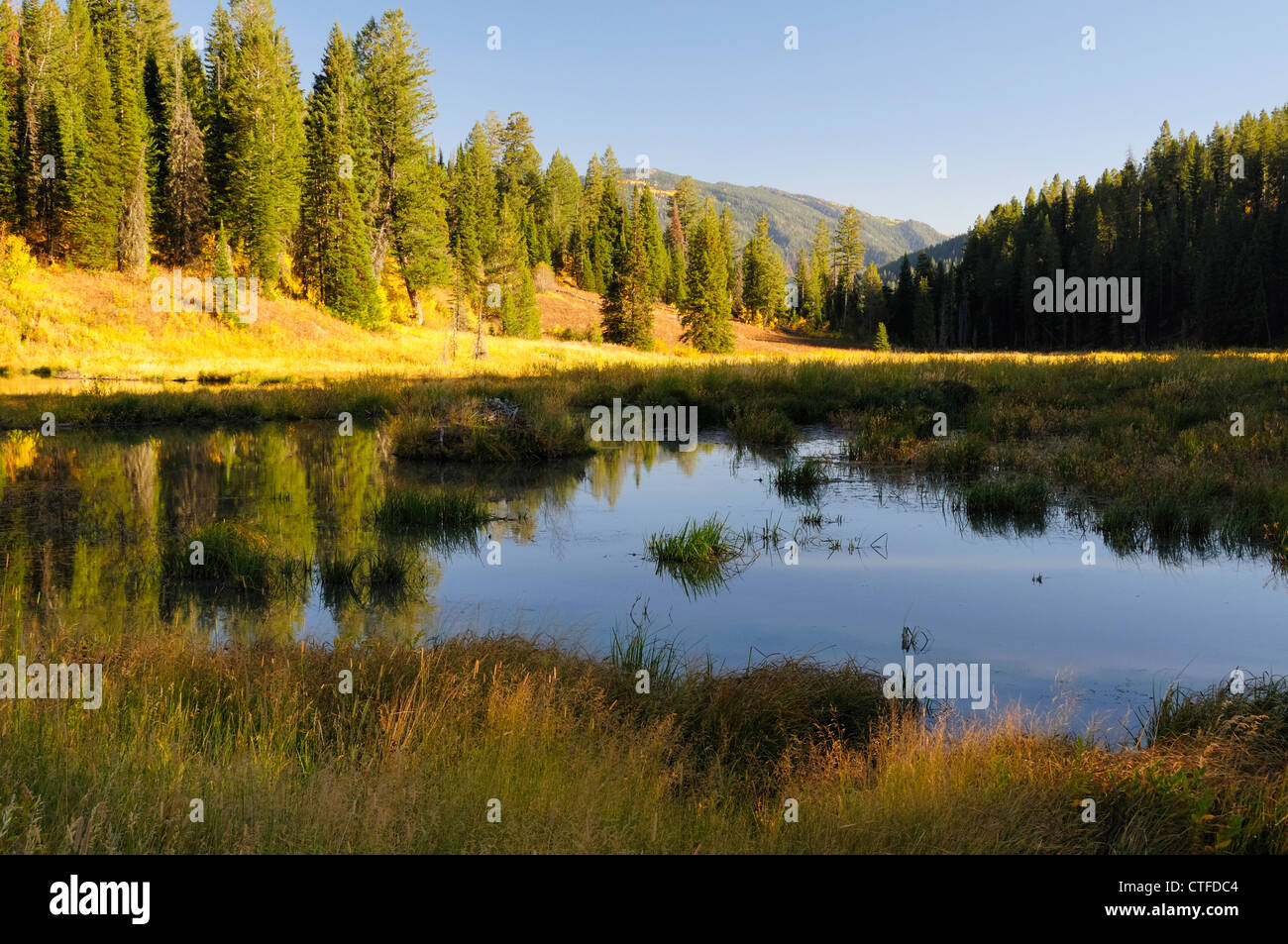 Reflections in Wilderness Pond Stock Photo