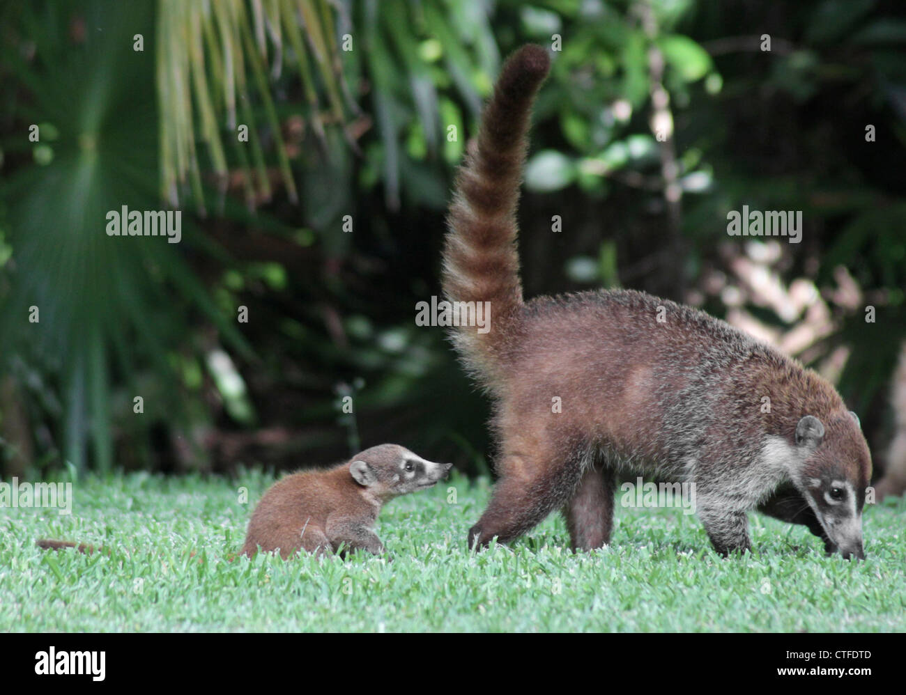 Baby Coati Following Mom Stock Photo