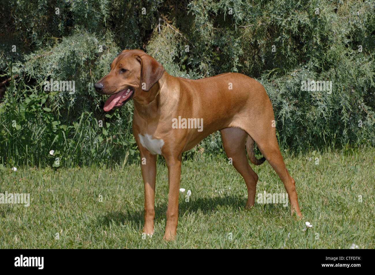 Rhodesian Ridgeback standing Stock Photo - Alamy