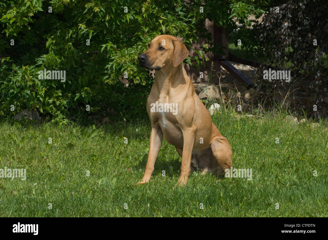 Dog rhodesian ridgeback african lion hi-res stock photography and ...