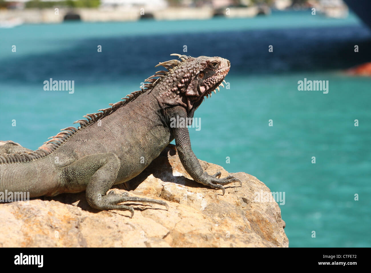 Rock Iguana (Cyclura) basking in the sun photographed on St Thomas, US Virgin Islands, Caribbean Stock Photo