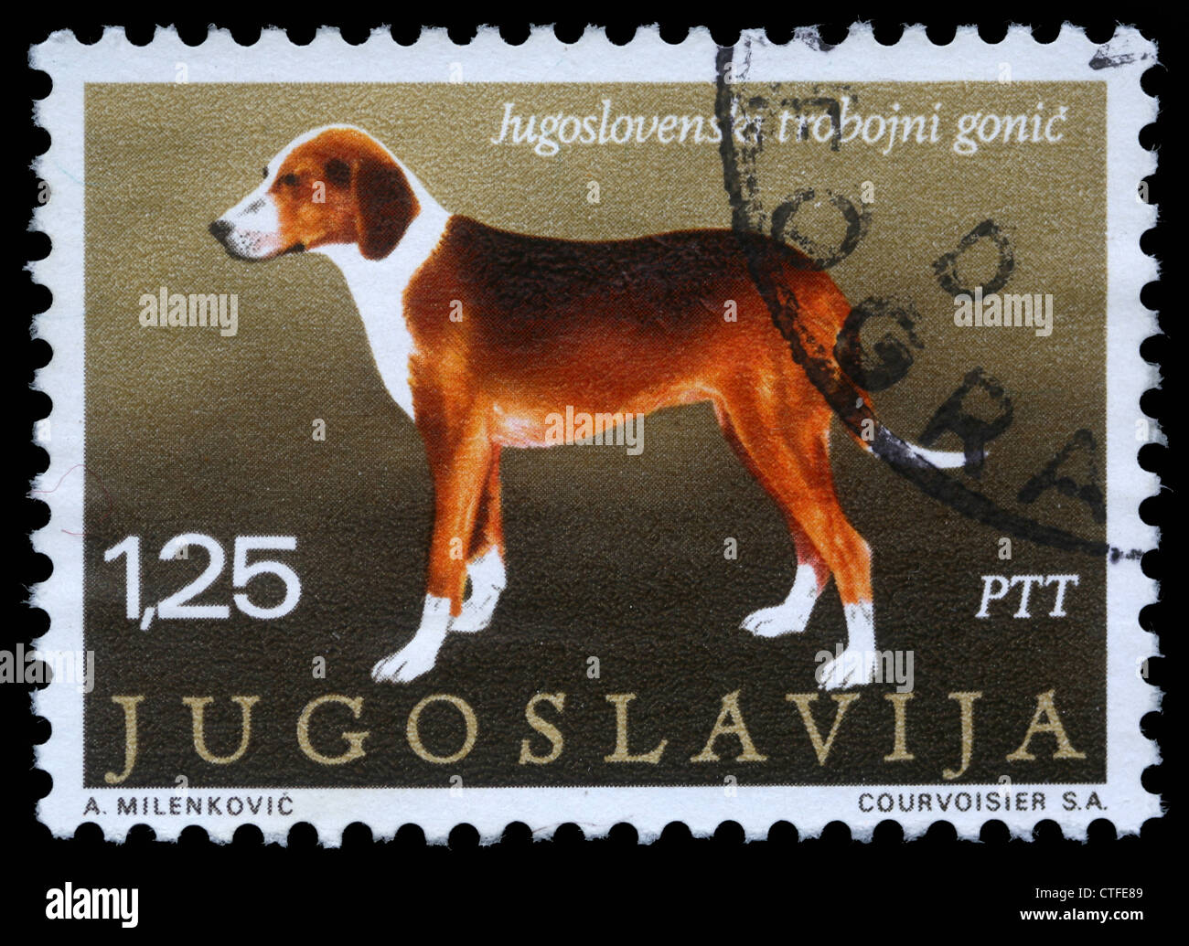 YUGOSLAVIA - CIRCA 1988: A stamp printed in Yugoslavia shows the Serbian  Tricolour Hound from the series 
