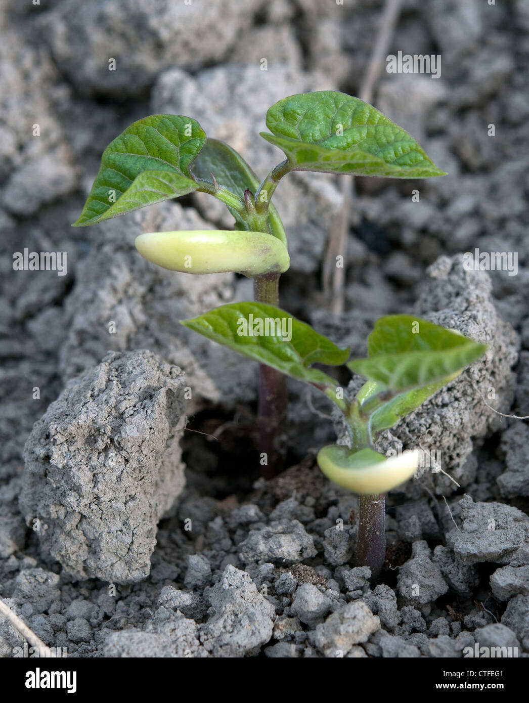 plant of kidney bean Stock Photo
