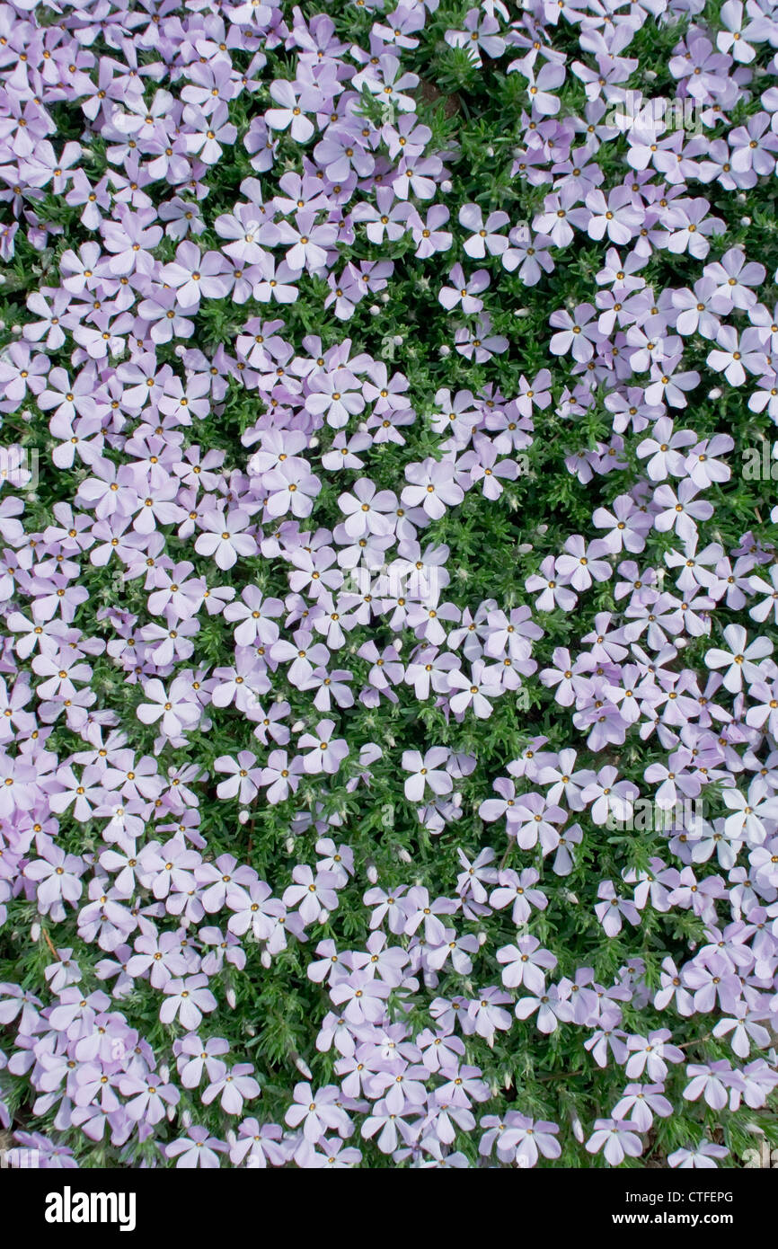 Phlox flowers in bloom form a carpet of vibrant groundcover. Stock Photo