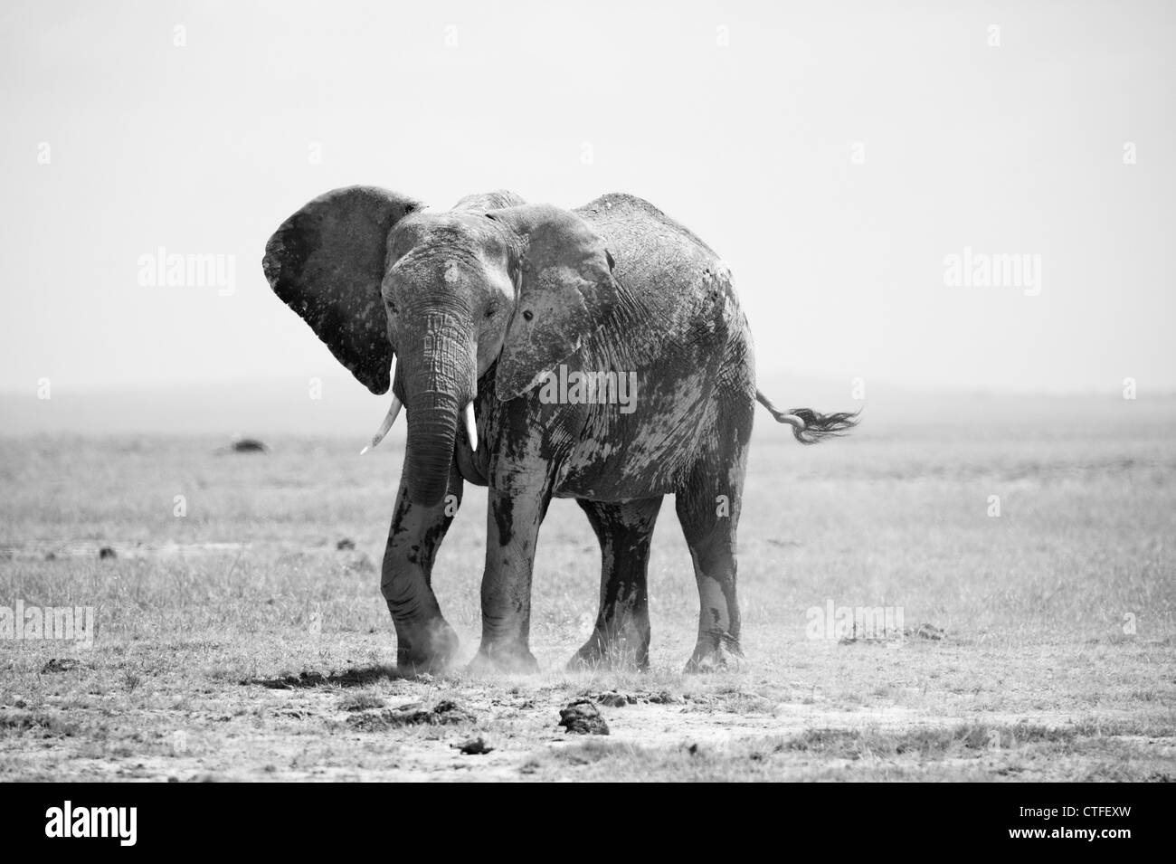 Elephant kicking up dust Stock Photo Alamy