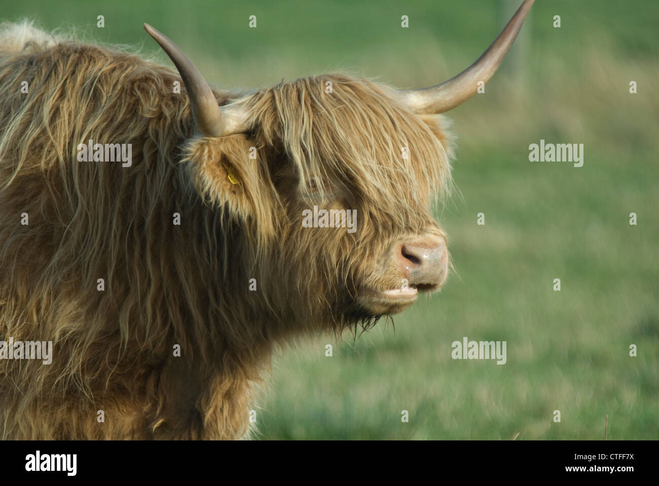 Highland Cow in Scotland Stock Photo - Alamy