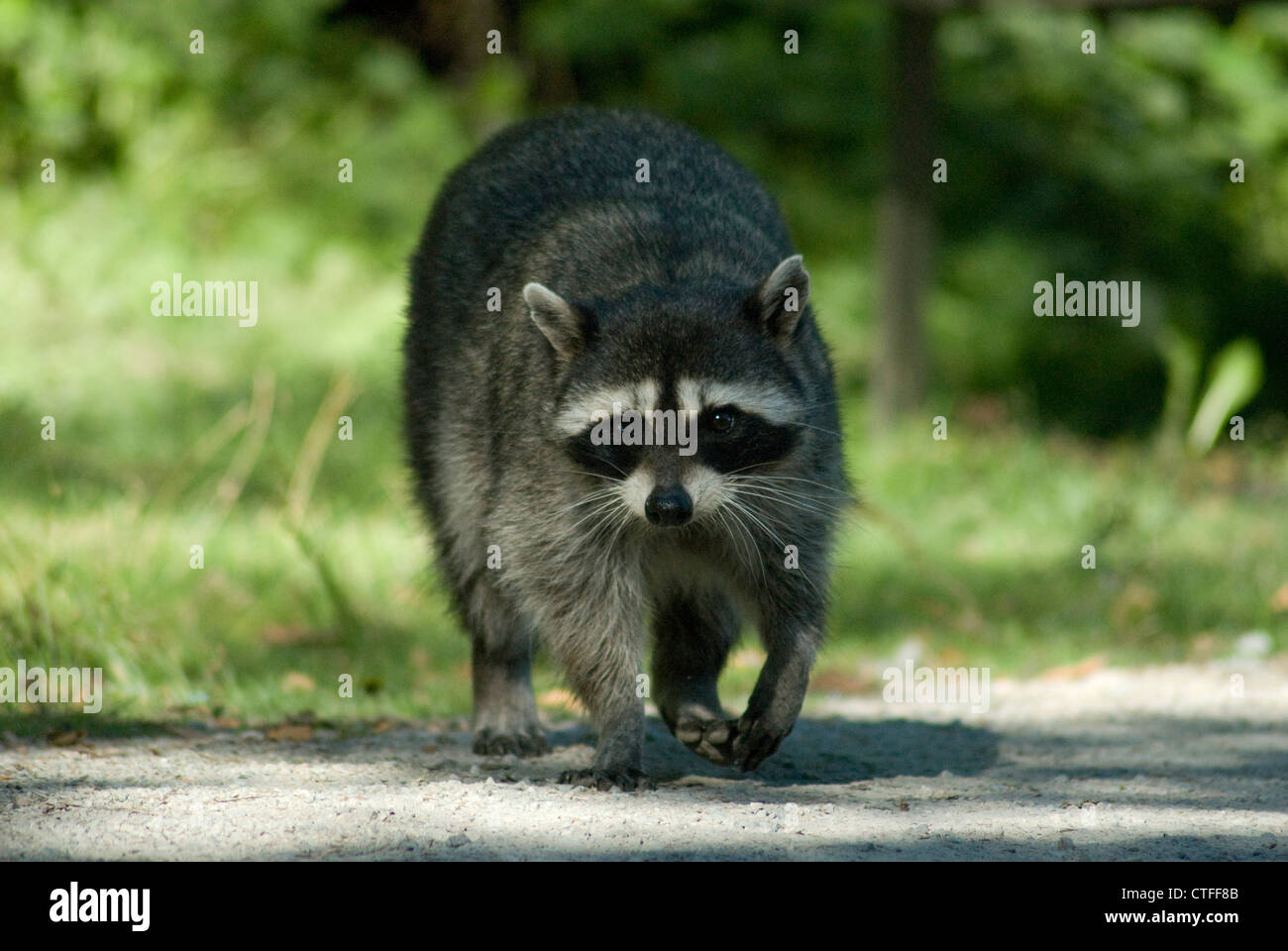 Common Racoon (Procyon lotor) in Stanley Park, Vancouver Stock Photo
