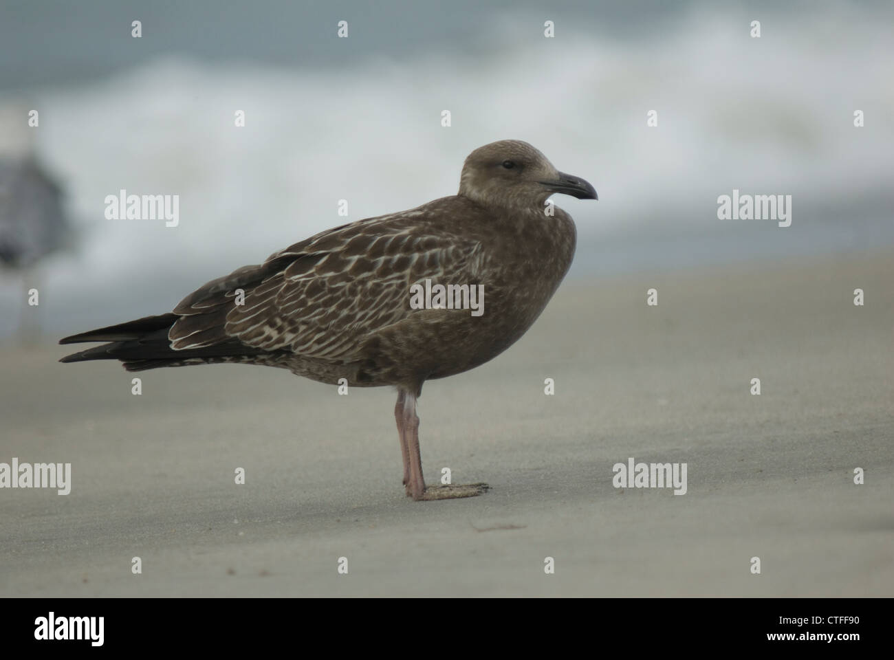 juvenile American Herring Gull (Larus smithsonianus) on the beach at