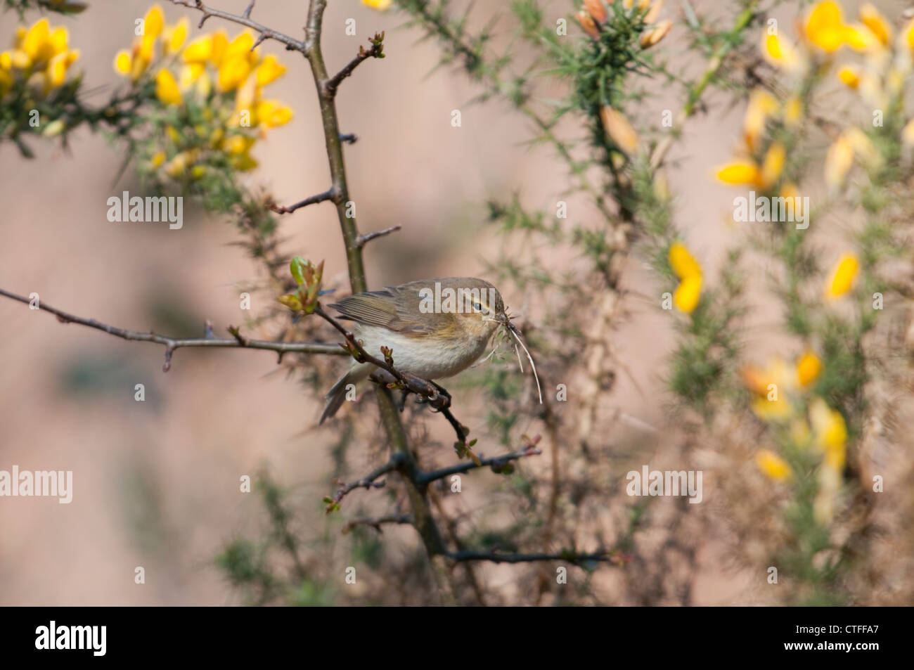 A Chiff Chaff returns to the nest in a gorse bush with nesting material in it's beak. Park Corner Heath, Sussex, UK Stock Photo