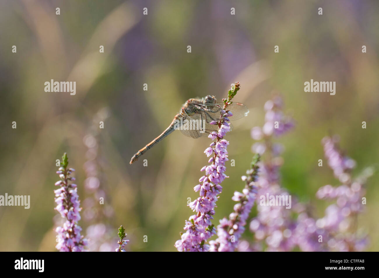Common Darter dragonfly perched on heather, Sussex UK Stock Photo