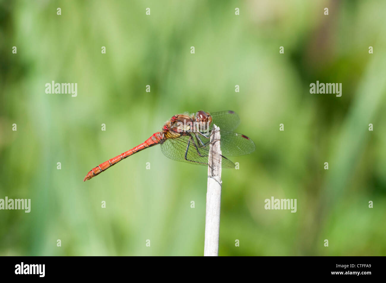 Common Darter dragonfly perched on stick, Sussex UK Stock Photo