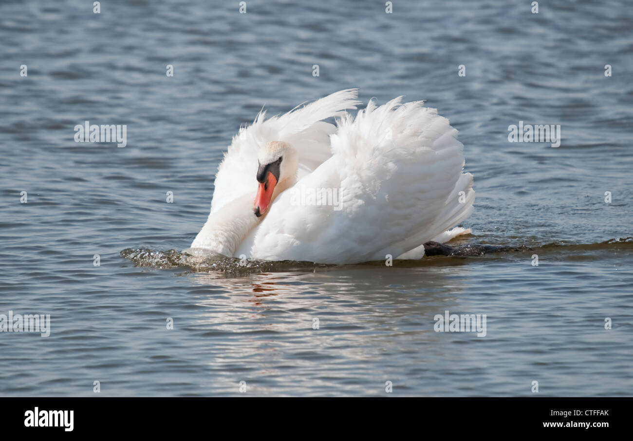 A Mute Swan pushes through the water in a threat pose Stock Photo Alamy