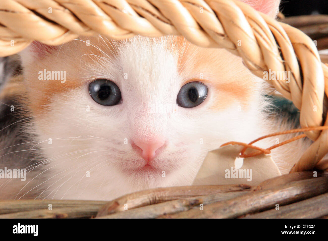 A orange and white kitten hiding in a basket Stock Photo