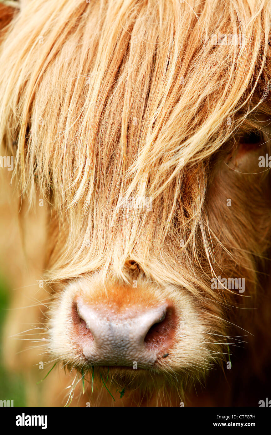 Vertical close up of highland cow head with hair over face Stock Photo