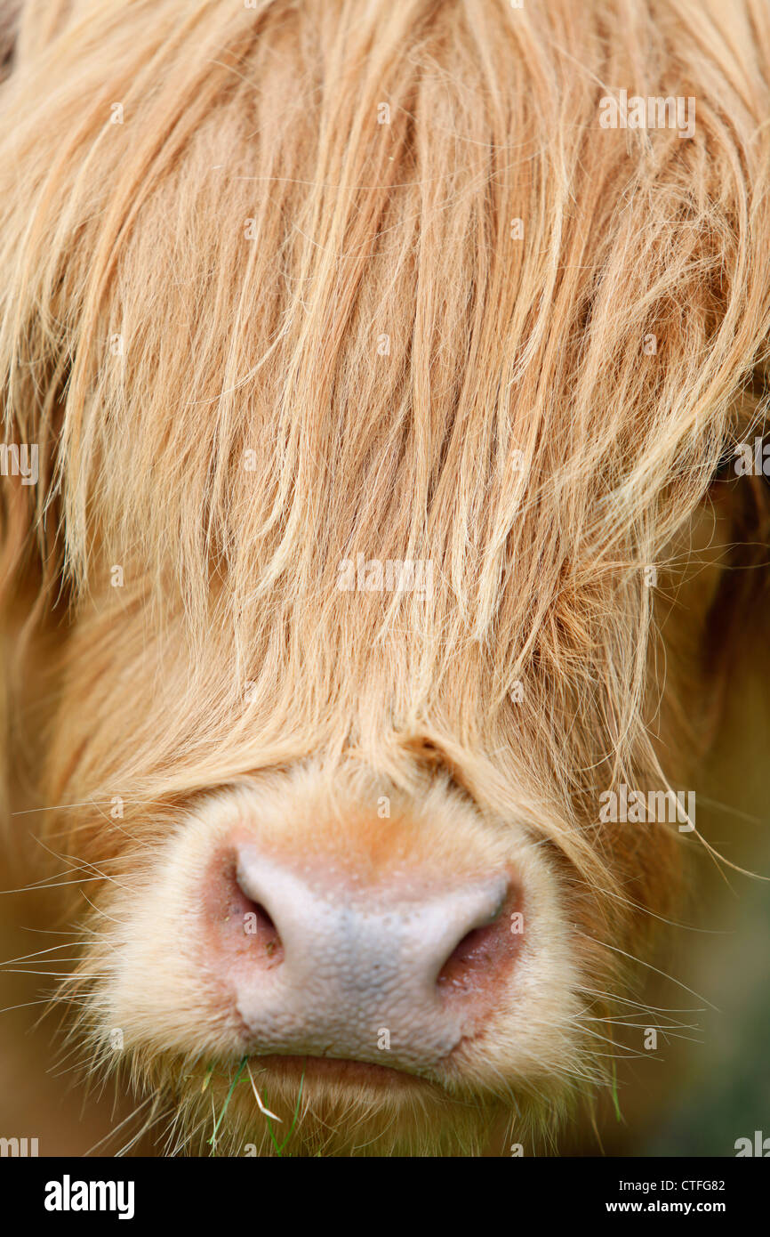 Vertical close up of highland cow head with hair over face Stock Photo
