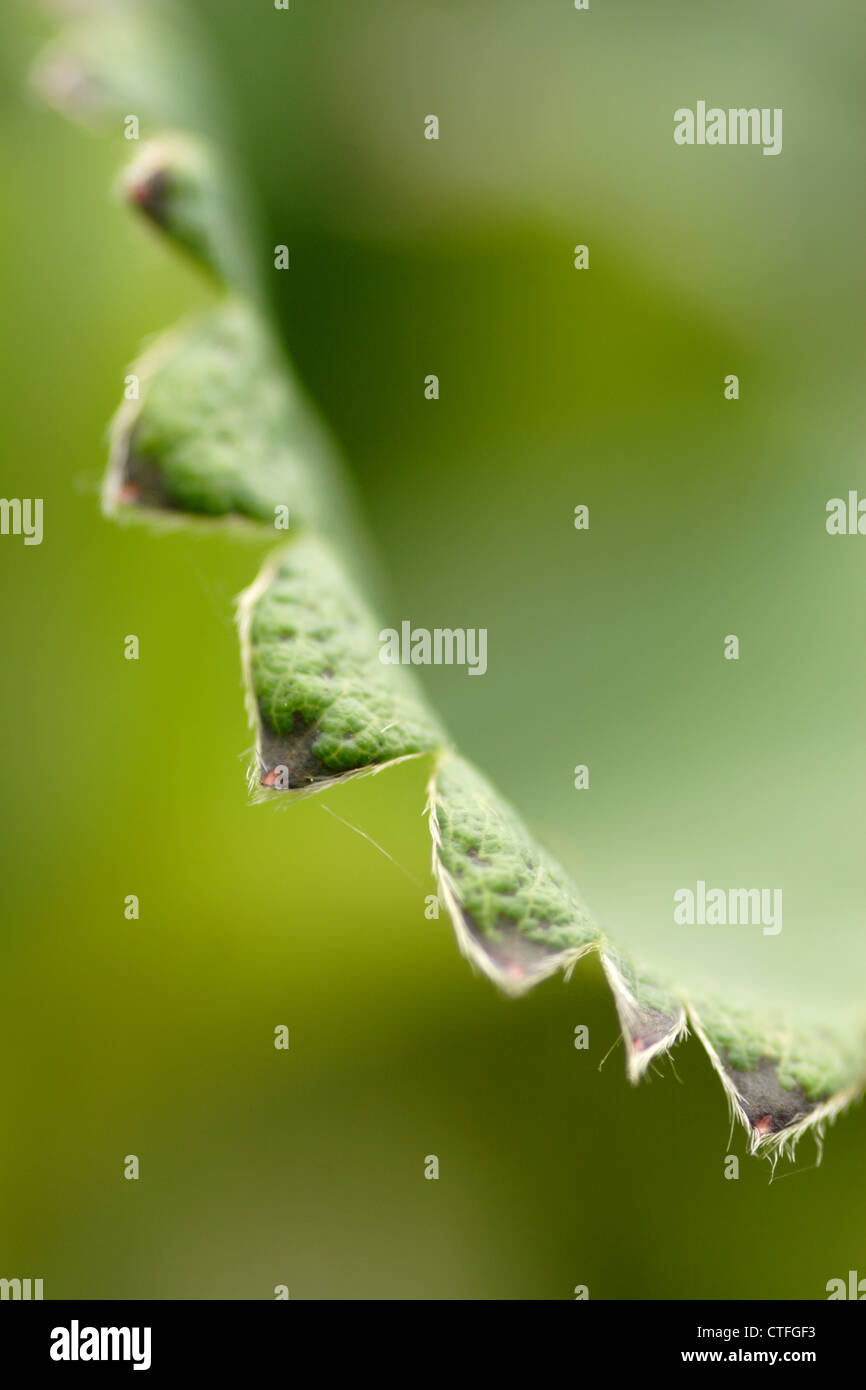 Leaf detail of Strawberry plant (Fragaria x ananassa Stock Leaf detail of Strawberry plant (Fragaria x ananassa Stock