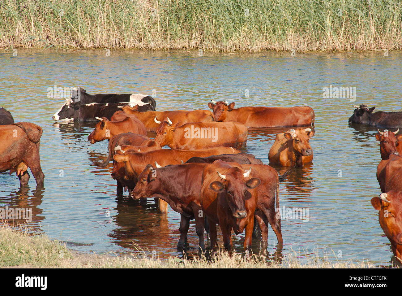 Cows is rescued from the summer heat in the river Stock Photo