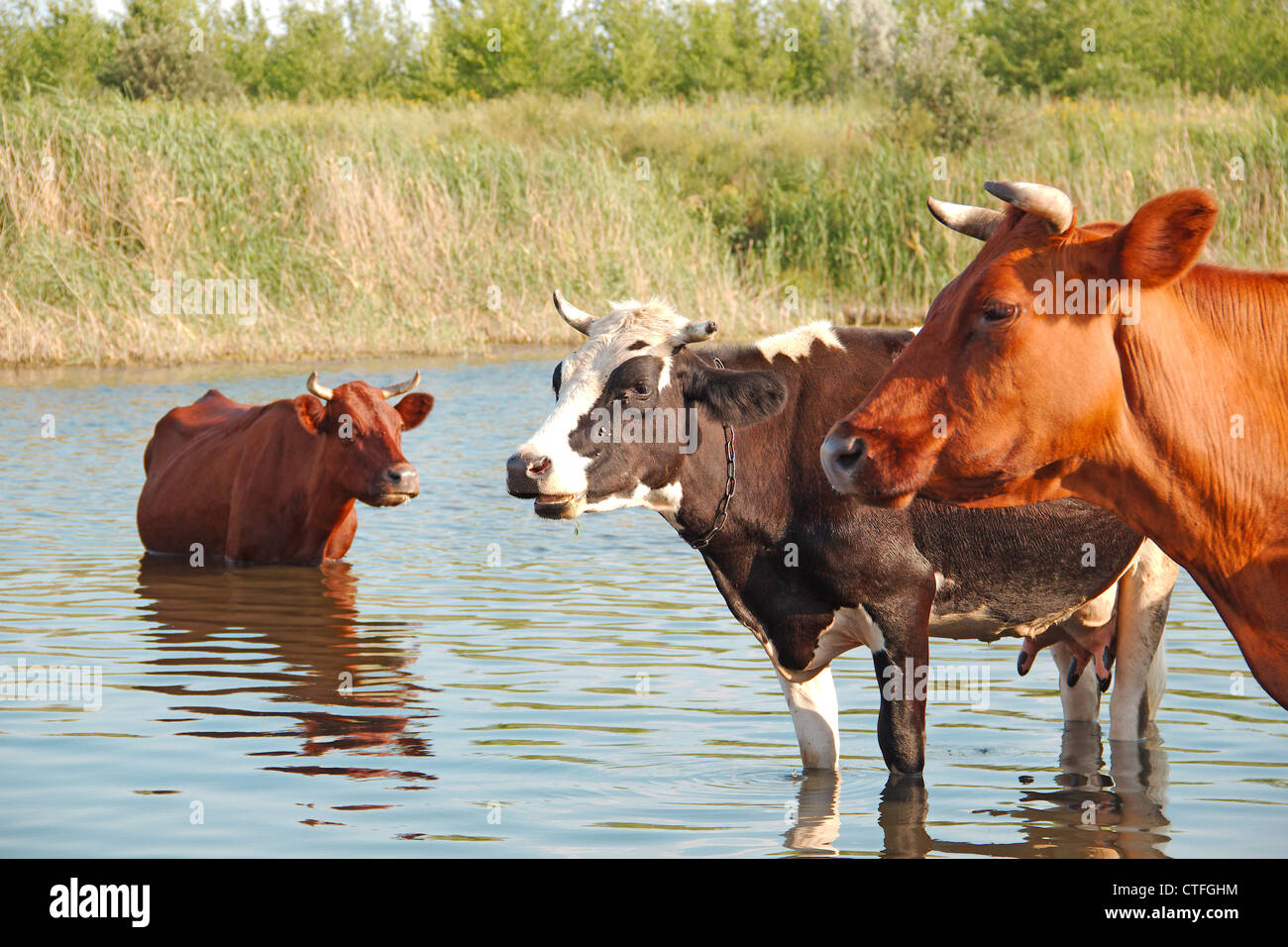 Cows is rescued from the summer heat in the river Stock Photo