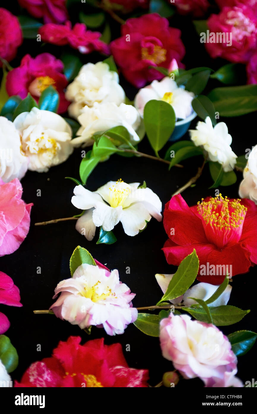 A variety of Camellias. Stock Photo