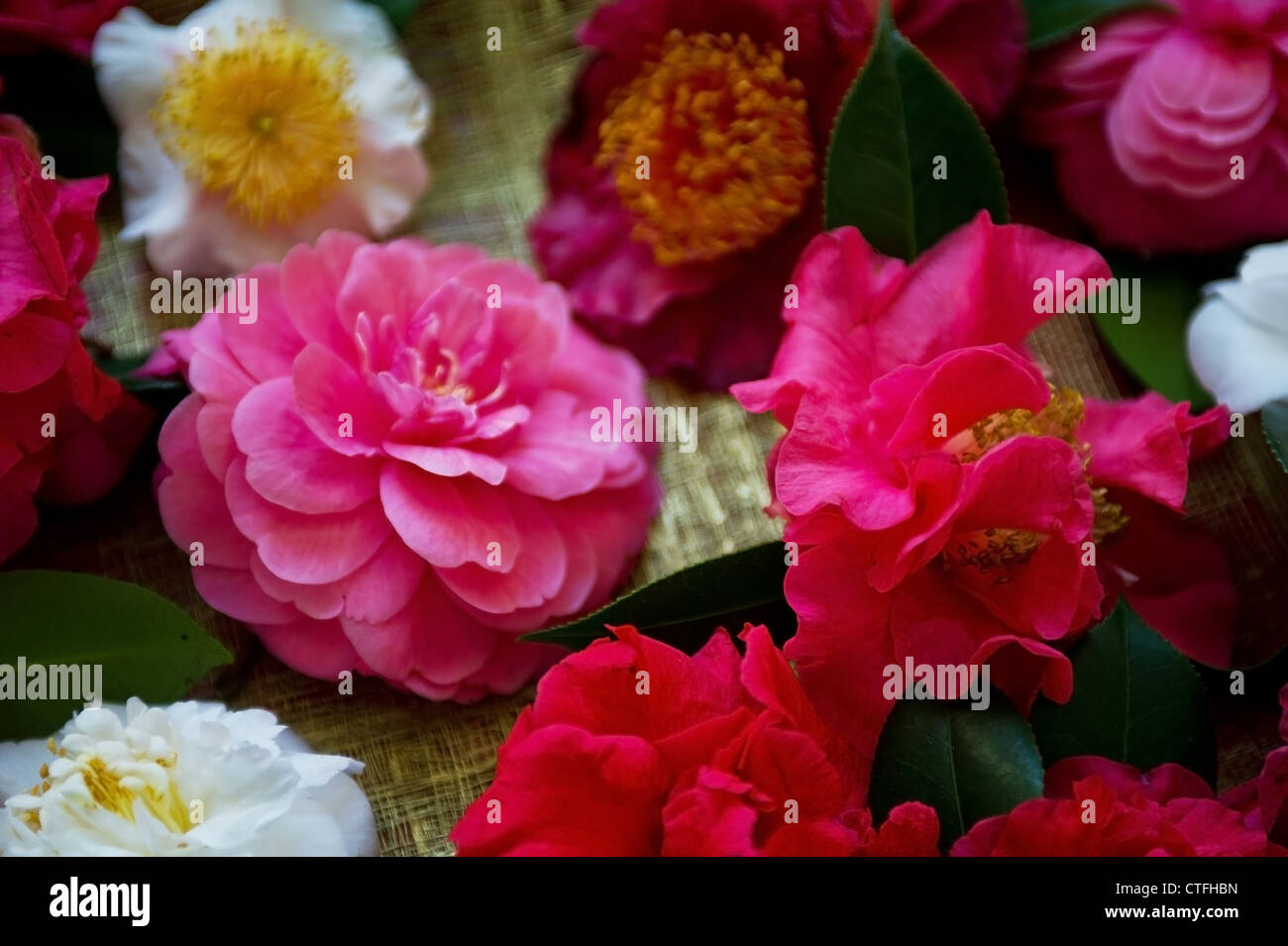 Camellias Stock Photo