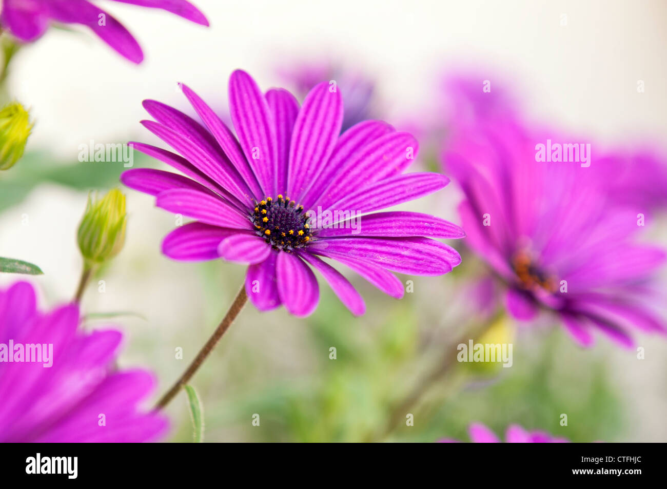 Floral details of Osteospermum. It is known as African daisy. Stock Photo