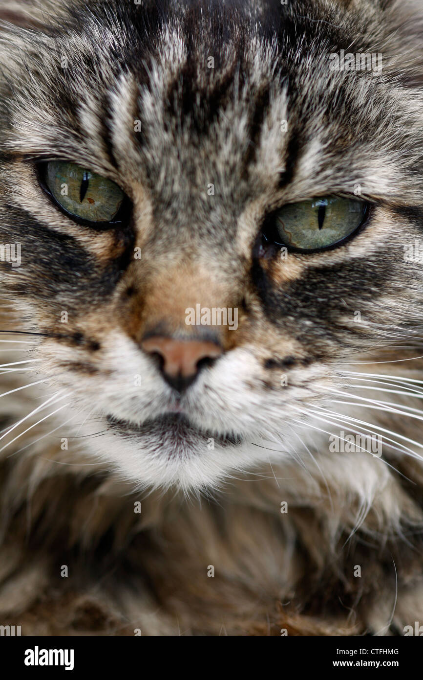 Tabby Cat Close Up Stock Photo - Alamy