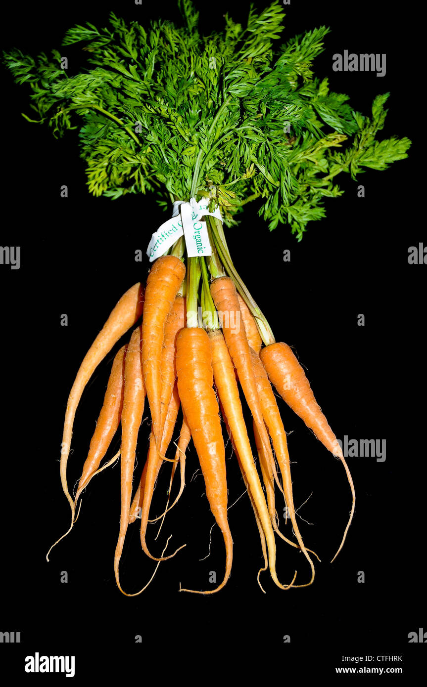 Bunch of Carrots Stock Photo
