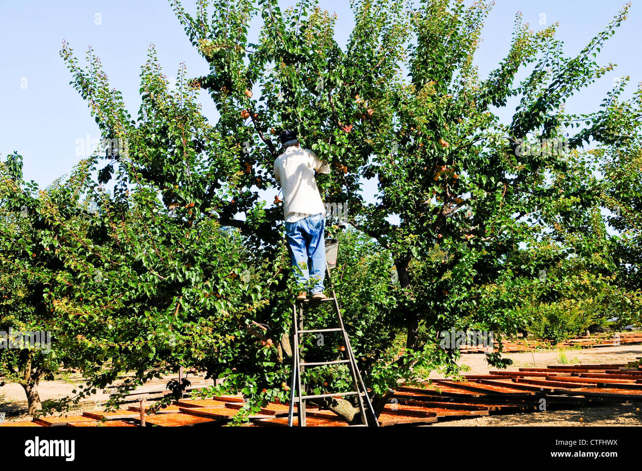 Seasonal Worker Harvesting Apricots Stock Photo - Alamy