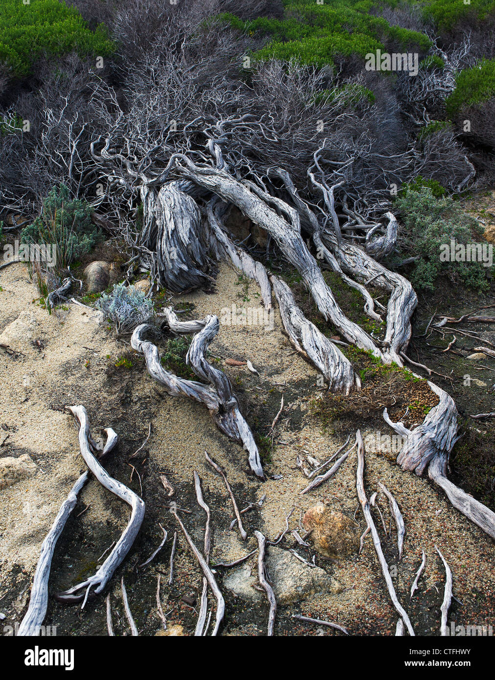 Windblown twisted tree in the Torndirrup National Park in Albany, Western Australia Stock Photo
