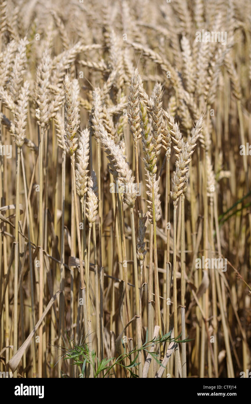 champs de blé mure en été avant la récolte ripe wheat fields in summer ...