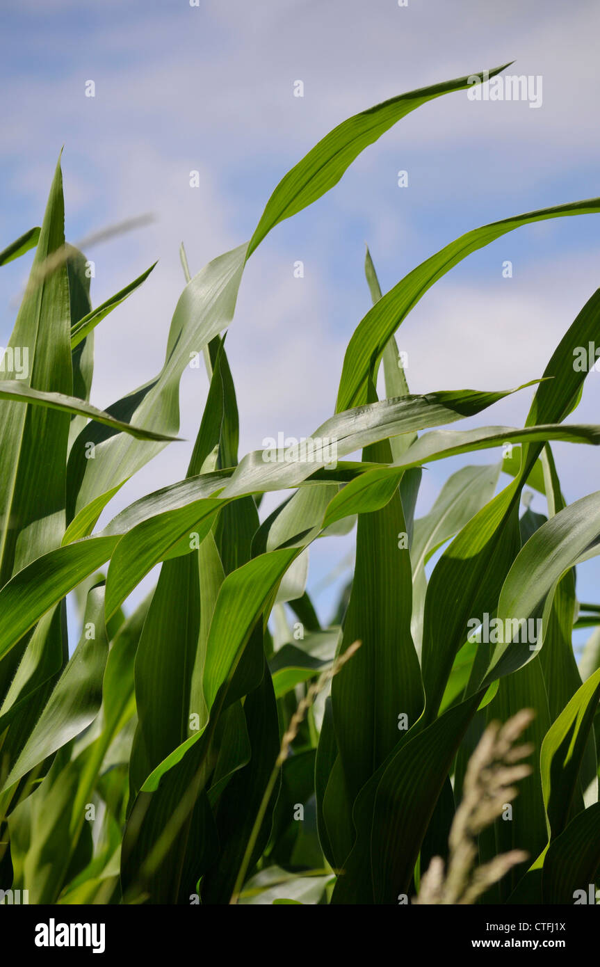 champs de maïs corn fields Stock Photo Alamy