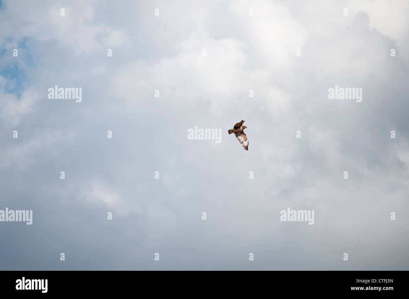 rapace dans le ciel raptor Stock Photo