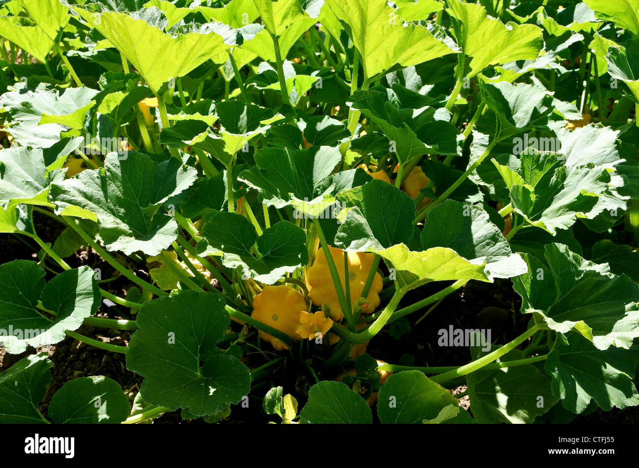 Yellow Squash Growing in Field Stock Photo Alamy