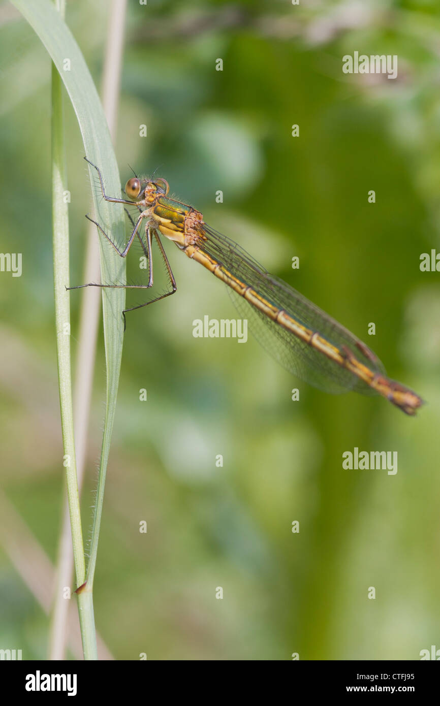 Emerald Damselfly Lestes sponsa perched on a grass stem Stock Photo - Alamy